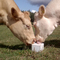 ODM उच्च शक्ति बाड़ सहायक उपकरण पोषण गाय चाटना ब्लॉक
