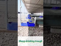 60 लीटर क्षमता वाली गाय पीने की टोप 170*48*46 सेमी बड़ी झुंडों के लिए आदर्श